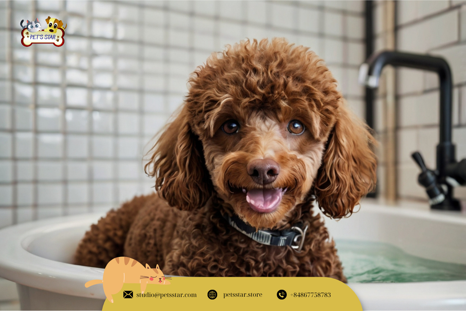 sữa tắm tốt cho chó poodle